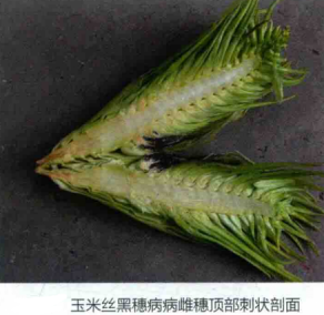 玉米丝黑穗病