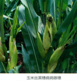 玉米丝黑穗病