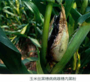 玉米丝黑穗病