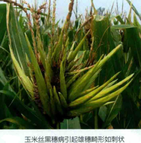玉米丝黑穗病