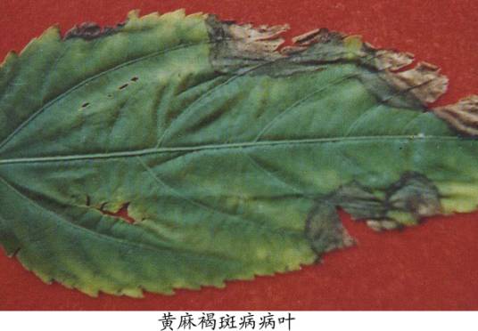 黄麻褐斑病相关图