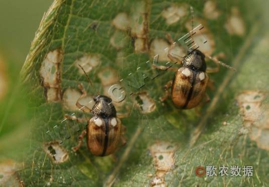 斑鞘豆叶甲相关图