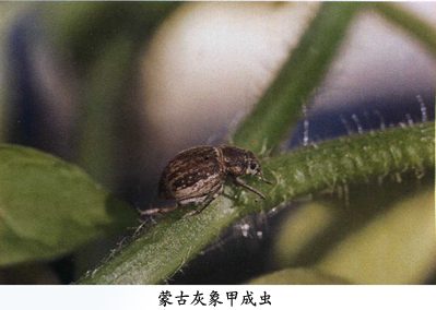 蒙古灰象甲成虫图
