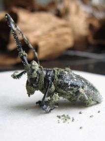 大灰象甲