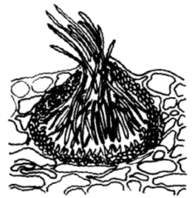 分生孢子器和分生孢子