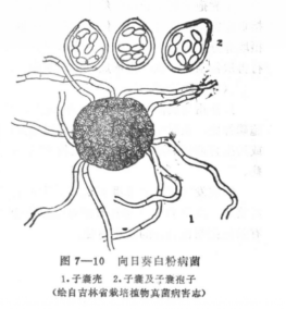 向日葵病原