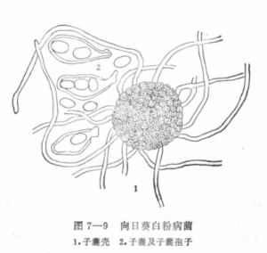 向日葵病原