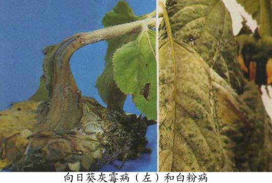 向日葵灰霉病相关图