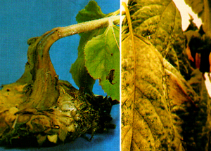 向日葵细菌性茎腐病