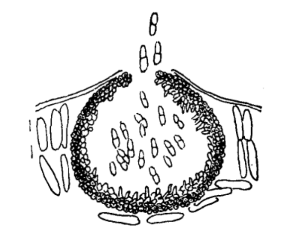 魔芋壳二孢：分生孢子器及分生孢子