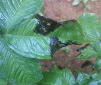 魔芋细菌性叶枯病