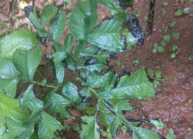 魔芋细菌性叶枯病