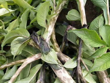 魔芋细菌性叶枯病