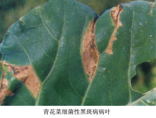 青花菜细菌黑斑病相关图