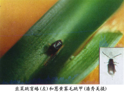 葱黄寡毛跳甲