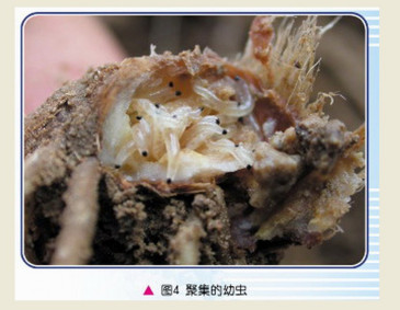 韭菜迟眼蕈蚊(幼虫)