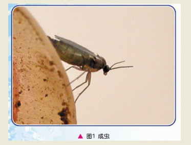 韭菜迟眼蕈蚊(成虫)
