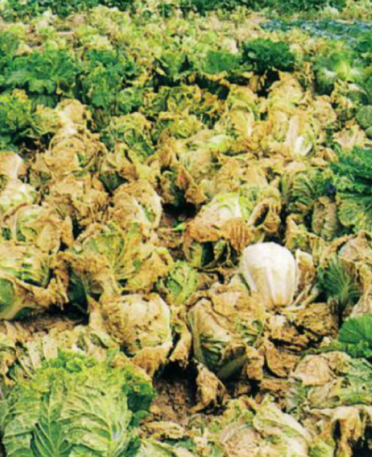 大白菜霜霉病相关图