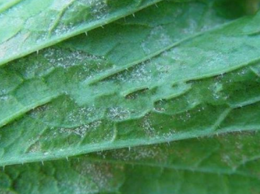 大白菜霜霉病