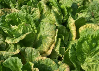 大白菜霜霉病