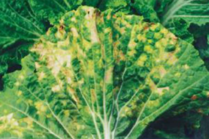 大白菜霜霉病