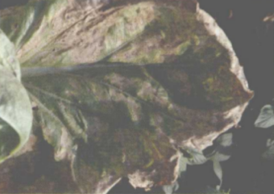 大白菜霜霉病