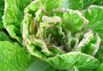 大白菜霜霉病