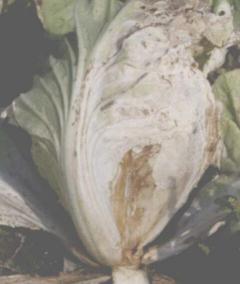 白菜褐腐病