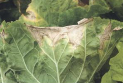 大白菜霜霉病