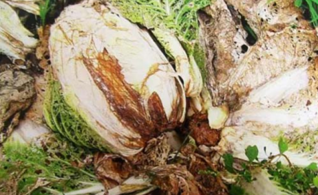 大白菜霜霉病