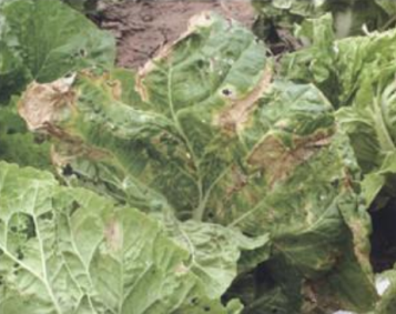 大白菜霜霉病