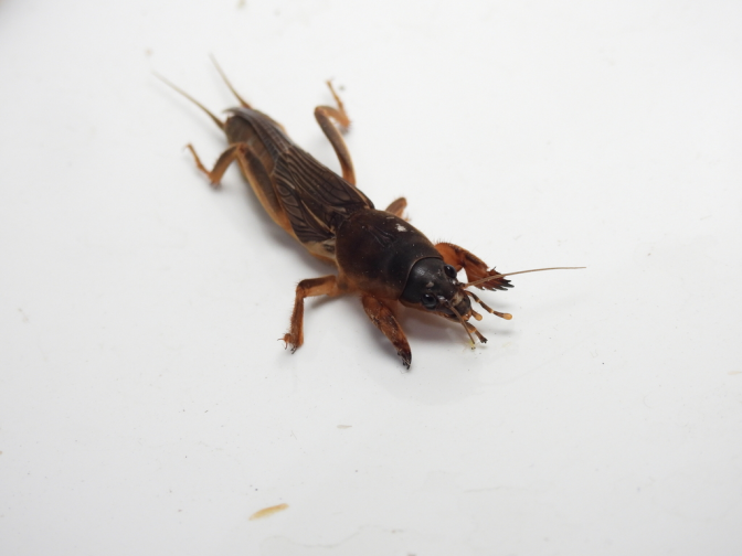非洲蝼蛄