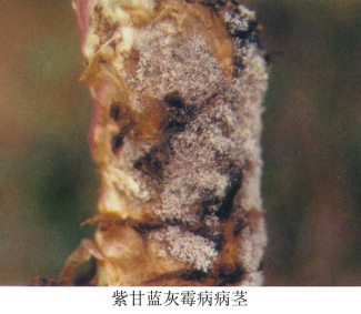 青花菜灰霉病