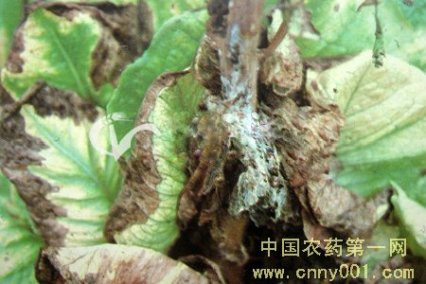 青花菜灰霉病