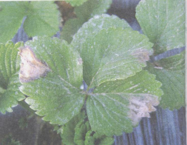 青花菜灰霉病