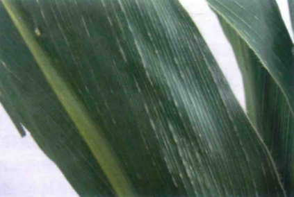 玉米粗缩病