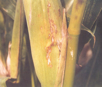 玉米链格孢菌叶枯病