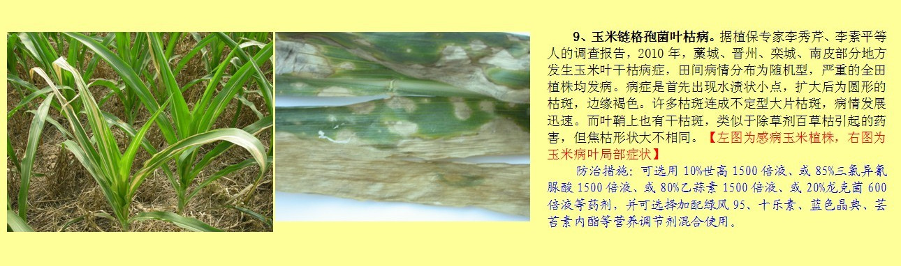 玉米链格孢菌叶枯病