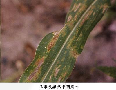 玉米炭疽病相关图