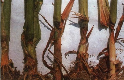 玉米平脐蠕孢茎基腐病症状