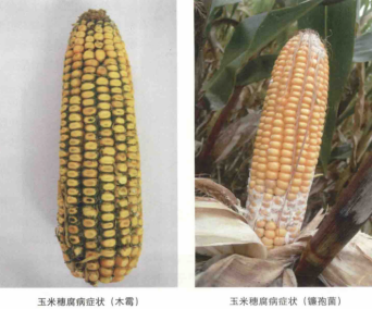 玉米穗腐病