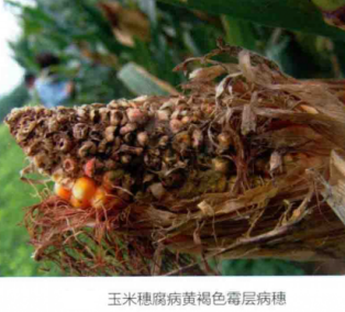 玉米穗腐病