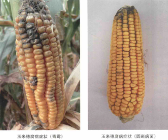 玉米穗腐病