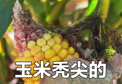 玉米秃顶