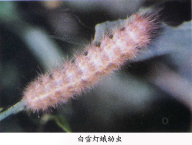 稀点雪灯蛾