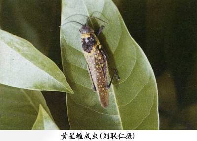 黄星蝗相关图