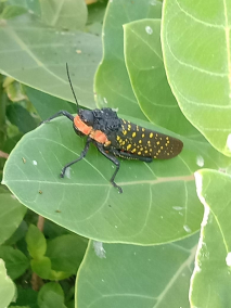 黄星蝗