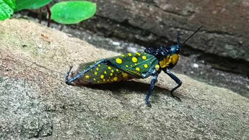 黄星蝗