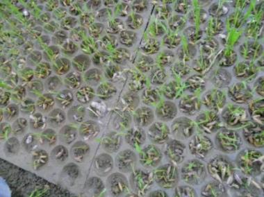 水稻烂秧