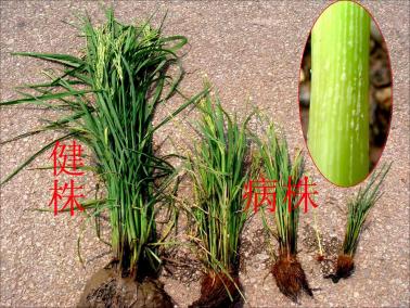 水稻矮缩病与正常植株对比